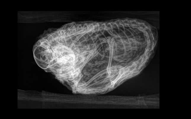 Imagen para el artículo titulado Los rayos X resuelven el misterio detrás de esta extraña bola de pelo marrón de la Edad de Hielo