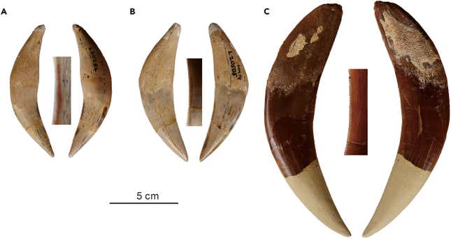 Imagen para el artículo titulado Descubren dos especies desconocidas de tigres dientes de sable gracias a unos fósiles sudafricanos