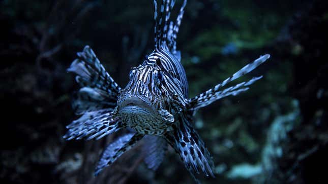 A common lionfish