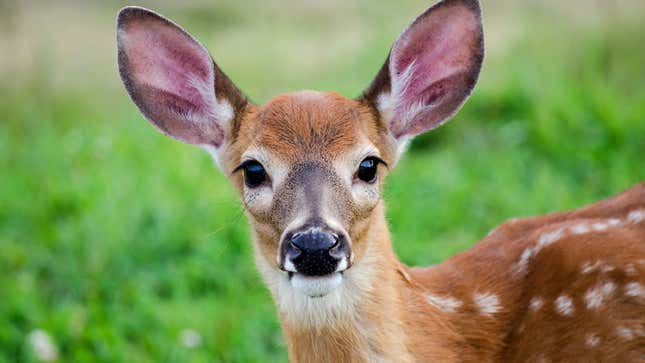 Image for article titled Study Finds Deer Only Mammal Besides Humans That Totally Suck
