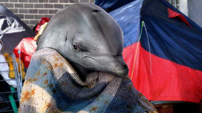 Image for article titled Dolphin Trained To Kill By U.S. Military In ’60s Now Lying Destitute In Street