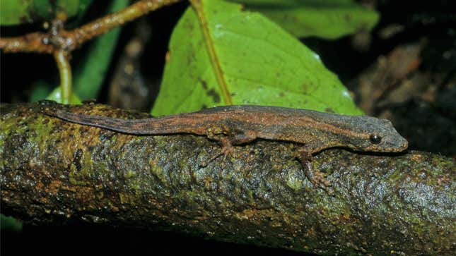 A long, orange-brown gecko on a branch in Madagascar.