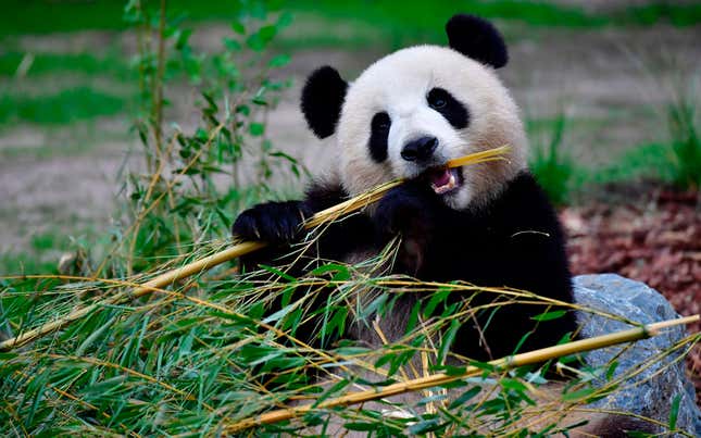 Los dientes de los pandas modernos están preparados para romper los tallos del bambú.