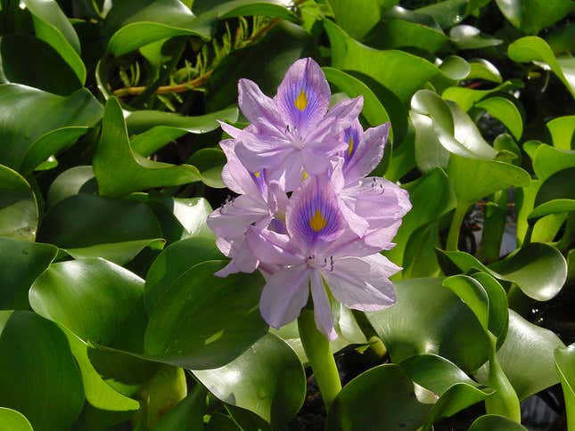 A leafy water plant with light purple flowers.