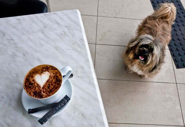Imagen para el artículo titulado Por qué nunca deberías darle café a tu perro