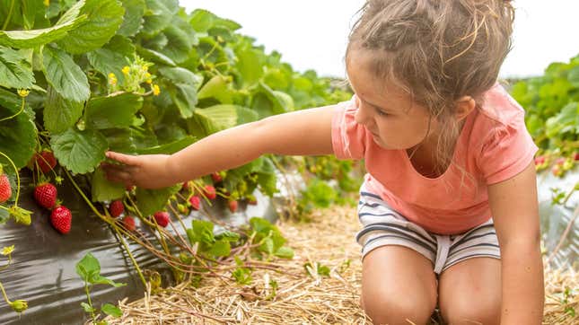 Image for article titled 10 of the Best Crops to Grow With Children