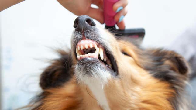 Image for article titled You Can Groom Your Dog Without Traumatizing Them