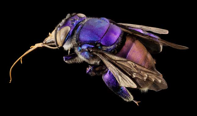 Orchid Bee Purple