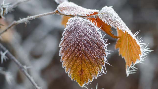 Image of the article titled When to expect the first frost in your area