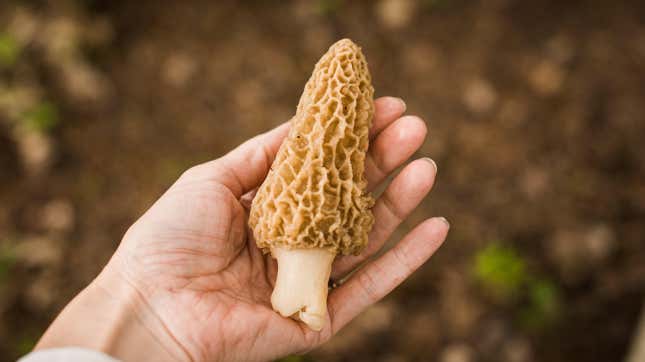 hand holding mushroom