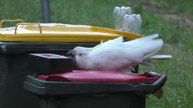 A cockatoo trying to push off the brick placed to keep it away from the trash it craves.