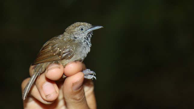 A mottled-brown bird held by a researcher.