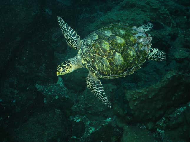 The new marine protected areas in Brazil will help nesting marine turtles.