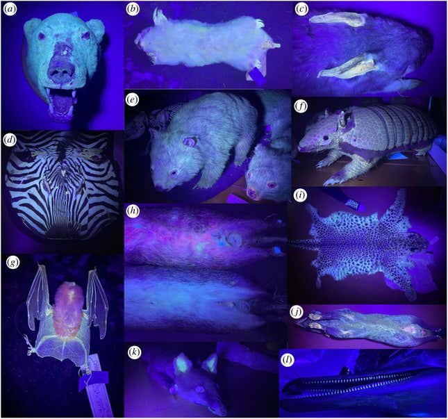 Glowing fur in specimens of (a) polar bear, (b) southern marsupial mole, (c) greater bilby, (d) mountain zebra, (e) bare-nosed wombat, (f) six-banded armadillo, (g) orange Leaf-nosed bat, (h) Quenda, (i) Leopard, (j) Asian palm civet, (k) Red fox, (l) Pygmy spinner dolphin.