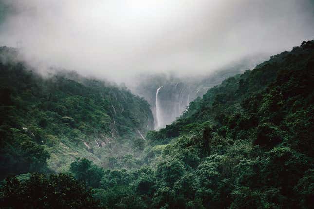 India has a long term goal of having 33% of its geographical area under forest cover.