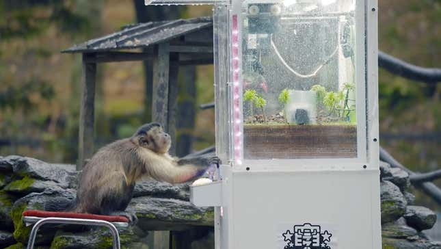A monkey uses a crane game in the zoo.