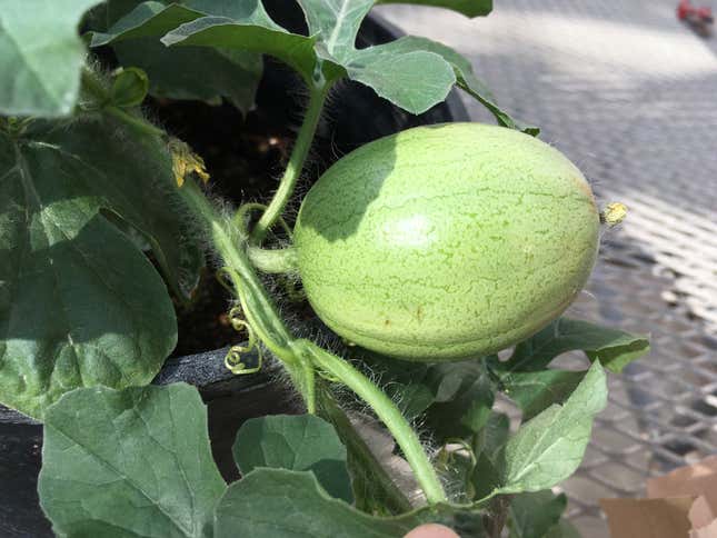 The Kordofan melon, native to northeast Africa.