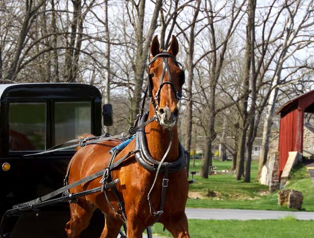 Image for article titled Amish Horse Has Probably Never Used Cell Phone