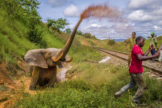 An elephant struck by a train in Gabon.