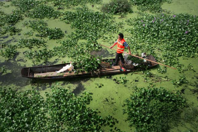 A worker on a boat surrounded by invasive water plants and algae blooms.