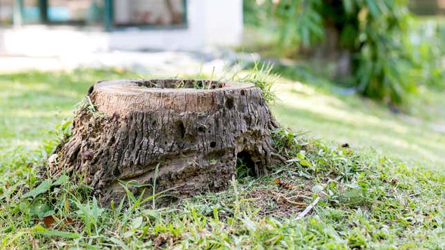 Image for article titled How to Kill an Old Tree Stump in Your Yard