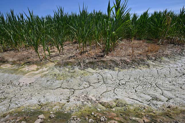 The dried and cracked soil in an irrigation ditch next to a corn field is seen on a farm in Fresno, California, July 24, 2021. 