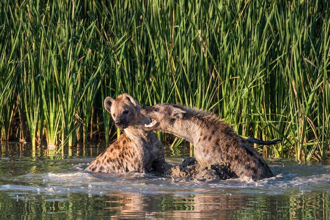 Spotted Hyena scavenging on a kudu carcass, Addo Elephant National Park, Eastern Cape, South Africa