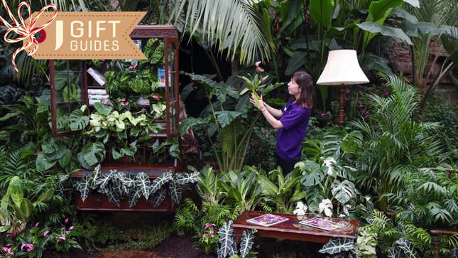 RHS Wisley Giant Houseplant Takeover exhibition