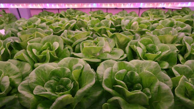 Image for article titled This Subway Station in Seoul Doubles as a Futuristic Vegetable Garden