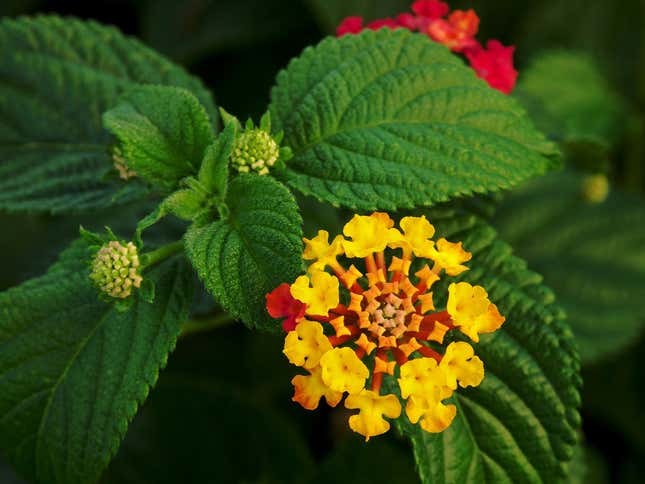 A plant with clustered yellow and red small flowers.