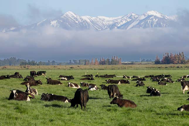 FILE - Dairy cows graze on a farm near Oxford, in the South Island of New Zealand on Oct. 8, 2018. New Zealand&#39;s economy is expected to remain sluggish for another two years, although the overall picture is rosier than many observers had feared, in new figures released by the nation&#39;s Treasury Tuesday, Sept. 12, 2023. (AP Photo/Mark Baker, File)