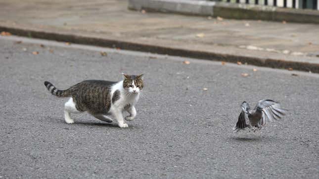 Boris Johnson's cat Larry goes after a pigeon in London.