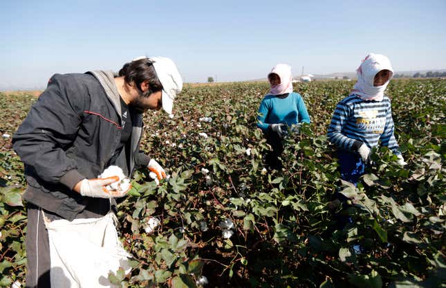 Syrian refugees pick cotton from a field in the village of Bukulmez on the Turkish-Syrian border.