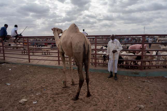 A man and a camel stand in the livestock market in Burao town, the largest animal market in Somaliland.