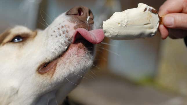 Image for article titled Keep Your Dog Cool With These DIY Frozen Treats