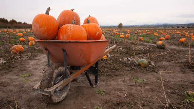 Pumpkins in wheelbarrow