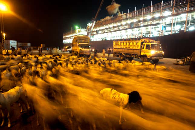 Sheep from Somaliland heading to Saudi Arabia for use as sacrifice during the Hajj.