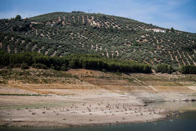 Rows of olive trees next to the Iznájar reservoir in Andalusia.