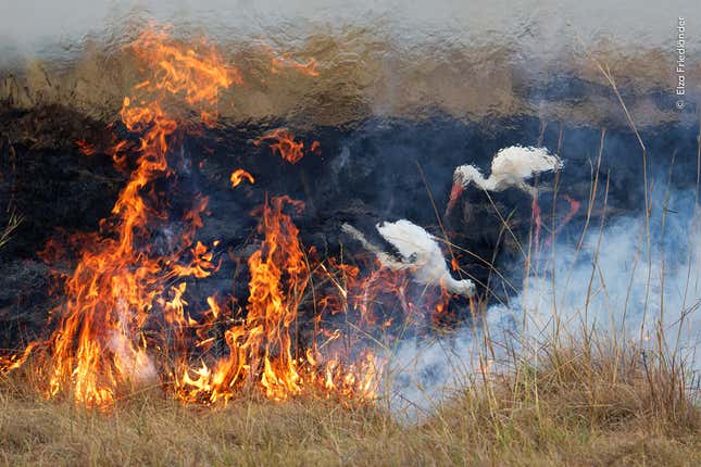 Storks making a happy hunting ground behind a controlled fire in Kenya.
