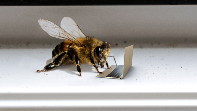 Honeybee porn