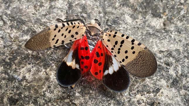 A smashed spotted lanternfly sits on the ground in New York, on Wednesday, August 24, 2022.