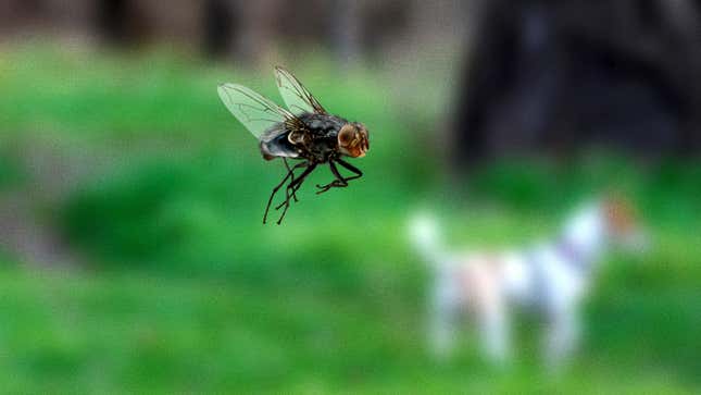 Image for article titled Overzealous Fly Not Even Waiting For Shit To Drop From Dog’s Asshole