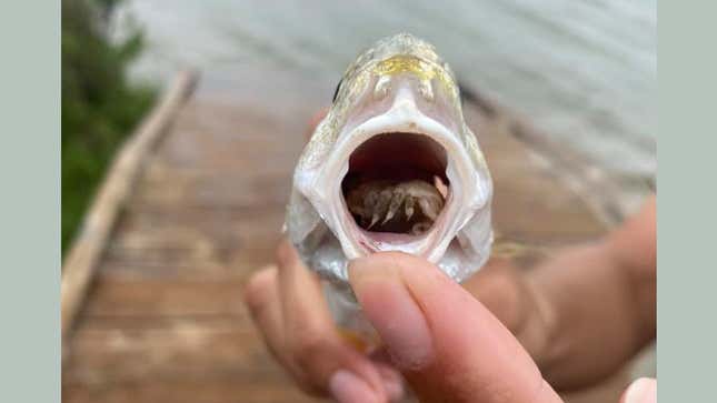 A parasitic crustacean living in the mouth of an Atlantic croaker after eating its tongue.