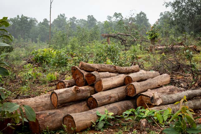 Tree-felling continues around Parsa East and Kanta Basan.