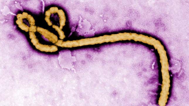 Image for article titled Here Are Some Other Emerging Diseases to Keep You Up at Night