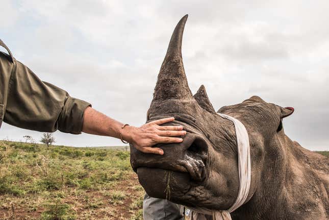 White Rhino Capture and Dehorning to prevent poaching, Phinda Private Game Reserve, KwaZulu Natal, South Africa