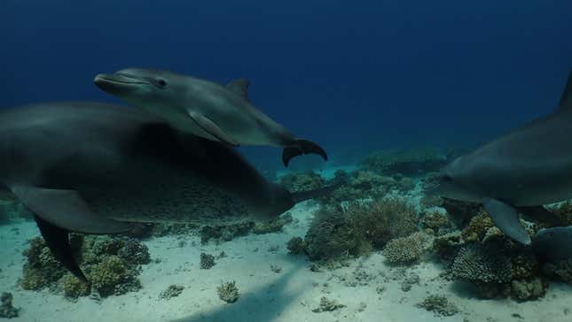 Imagen para el artículo titulado Descubren a unos delfines 'automedicándose' con corales en el Mar Rojo