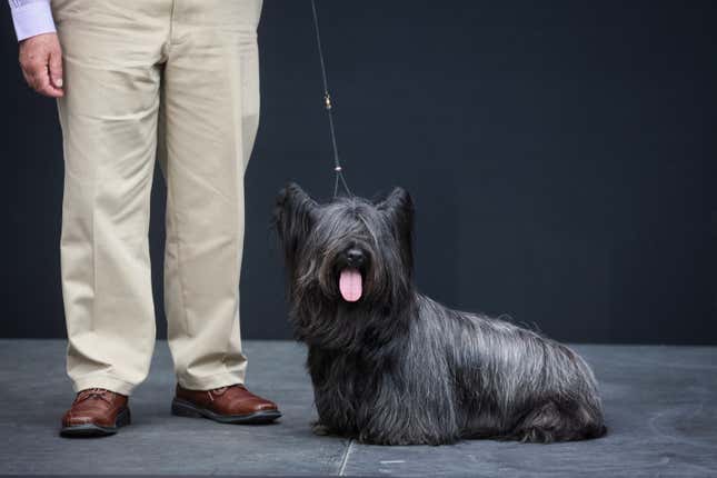 Bebe, a Skye Terrier, is displayed by its owner during the Westminster Kennel Club Dog Show Press Preview.