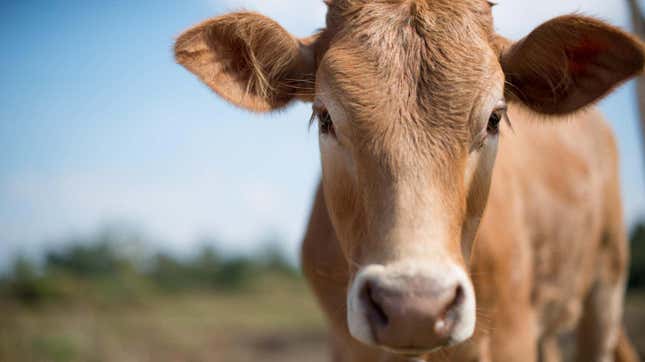 Hay al menos un caso de vaca loca en Países Bajos