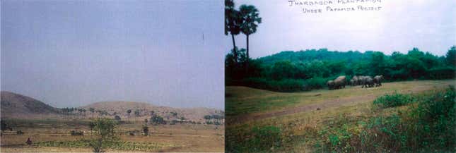 (L) A view of the barren mountain in 1996 and (R) a restored landscape as seen in 2006.